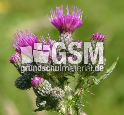 Acker-Kratzdistel-1.jpg